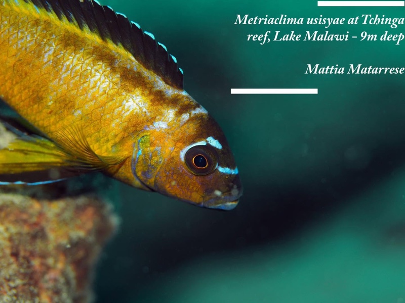 Maylandia usisyae 'Tchinga Reef'